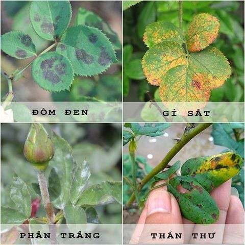 Bệnh thán thư trên hoa hồng và cách phòng trị