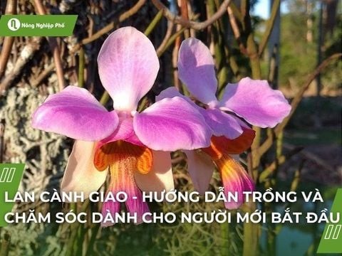 Lan cành giao - Hướng dẫn trồng và chăm sóc dành cho người mới bắt đầu