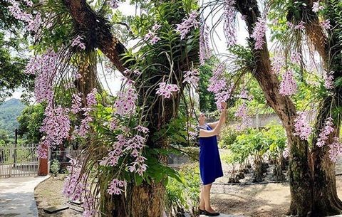 Từng bước ghép giò lan phi điệp chi tiết cho người mới bắt đầu | Nông Nghiệp Phố