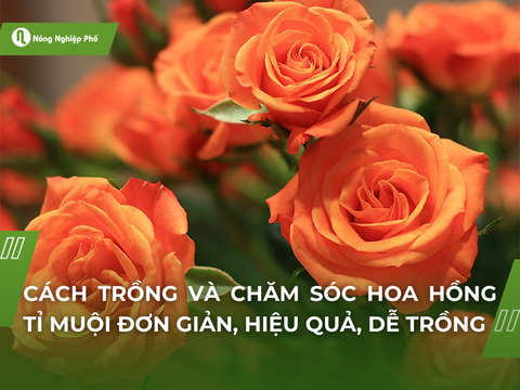 Chi tiết cách trồng và chăm sóc hoa hồng tỉ muội đơn giản, hiệu quả