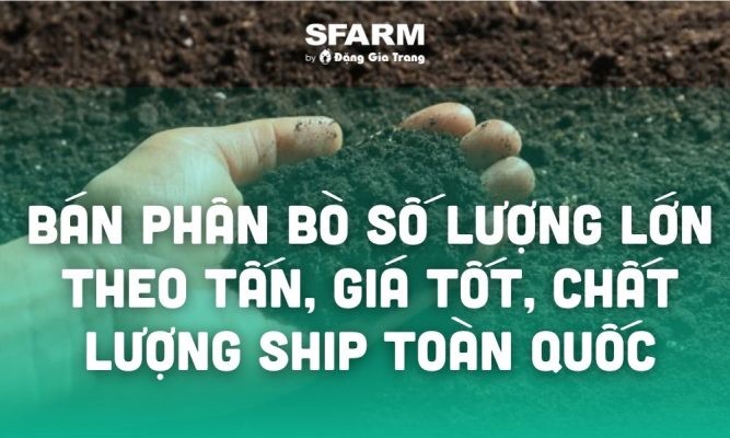 Bán phân bò số lượng lớn theo tấn, giá tốt chất lượng ship toàn quốc