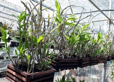 Lan phát triển yếu ớt, lá có màu xanh đậm, tối màu, rũ quặt quẹo, không ra hoa là đang gặp vấn đề gì? Xử lý như thế nào?