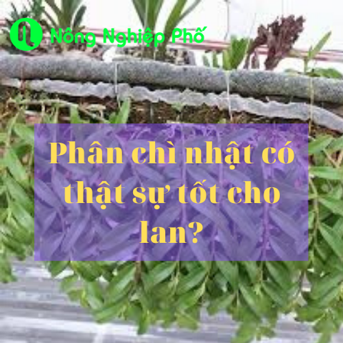 Phân chì nhật có thật sự tốt cho lan? | Nông Nghiệp Phố