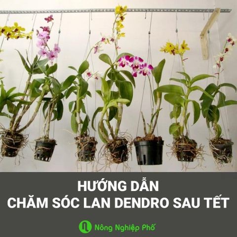 Hướng dẫn chăm sóc lan Dendro sau tết | Nông nghiệp phố