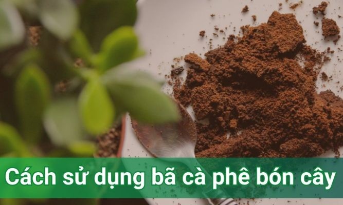 Cách sử dụng bã cà phê bón cây an toàn và hiệu quả 