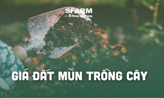 Bảng giá đất mùn trồng cây chi tiết, mới cập nhật năm 2024