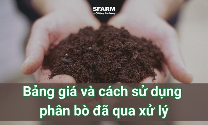 Bảng giá và cách sử dụng phân bò đã qua xử lý