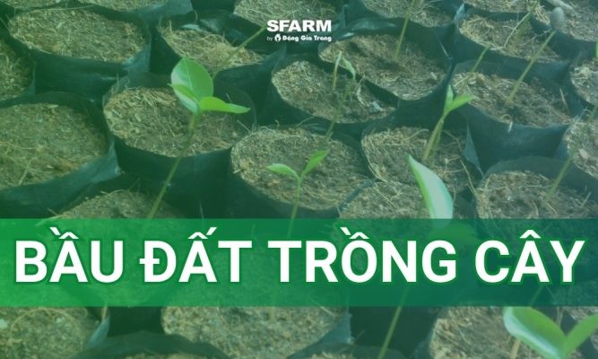 Bầu đất trồng cây: Công dụng, cách làm và hướng dẫn sử dụng chi tiết
