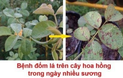 Bệnh sương mai trên hoa hồng và cách phòng trị