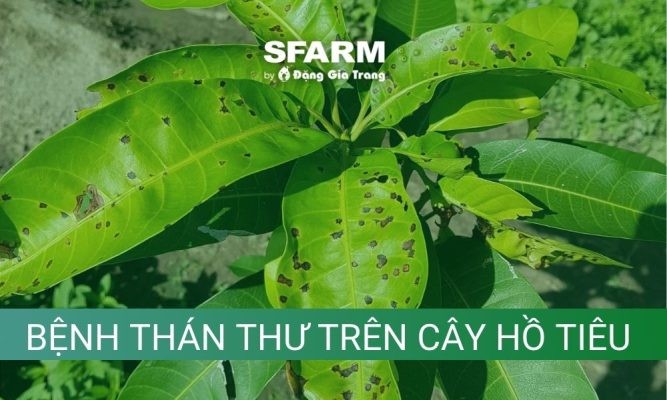 Bệnh thán thư trên cây hồ tiêu: Nguyên nhân, biểu hiện và cách phòng trị hiệu quả