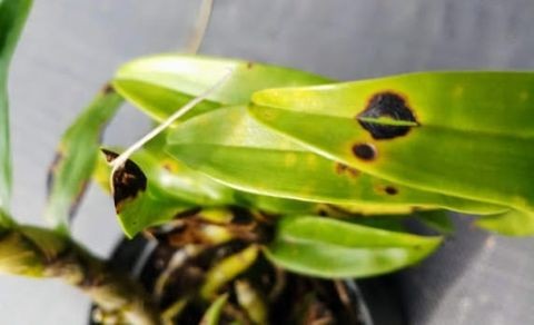 Bệnh Thán Thư trên lan, cách nhận biết và phòng trừ | Nông nghiệp phố
