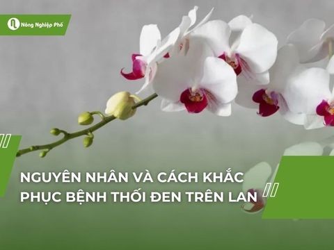 Nguyên nhân và cách khắc phục bệnh thối đen trên lan