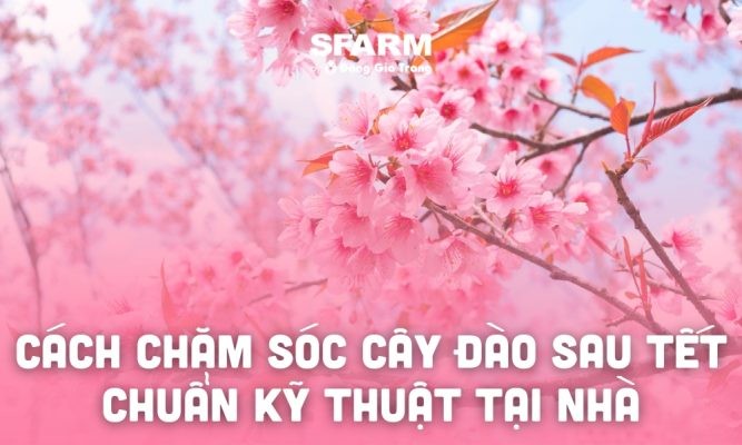 Cách chăm sóc cây đào sau Tết 2025 chuẩn kỹ thuật, đơn giản tại nhà