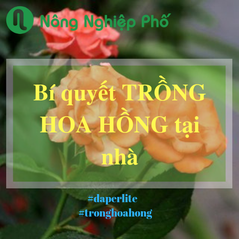 Trồng hoa hồng tô điểm cho không gian nhà bạn thêm lãng mạn