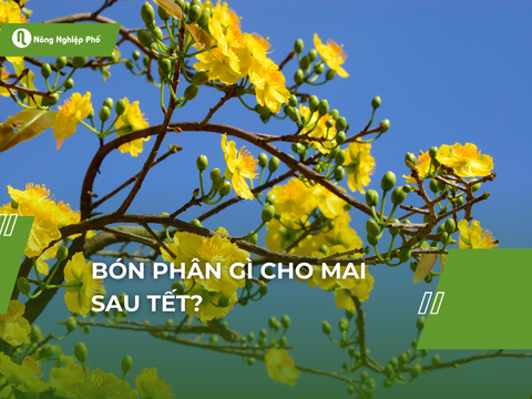 Bón phân gì cho mai sau tết? | Nông nghiệp phố