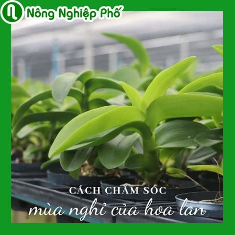 Cách chăm sóc trong mùa nghỉ của hoa lan | Nông Nghiệp Phố