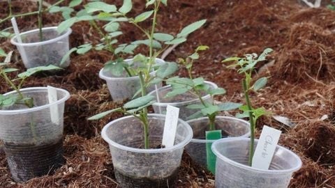So sánh hiệu quả sử dụng của Rooting powder và Bio root đối với giâm chiết cành hoa hồng?