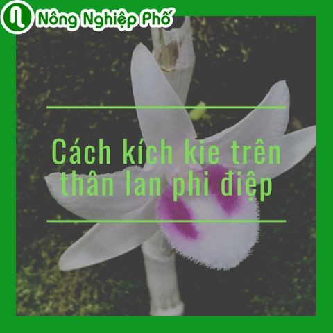 Cách kích kie trên thân lan phi điệp | Nông Nghiệp Phố