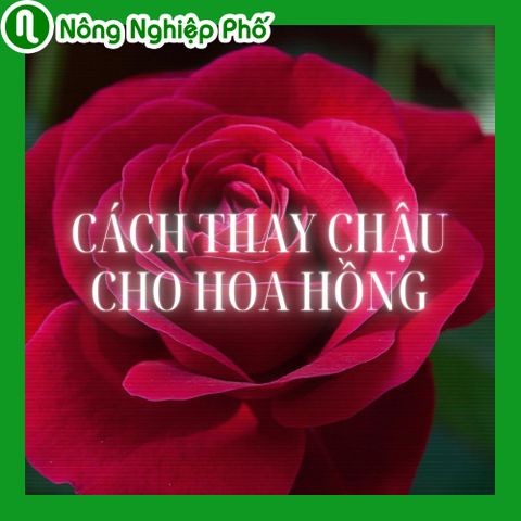 Cách thay chậu cho hoa hồng | Nông nghiệp phố