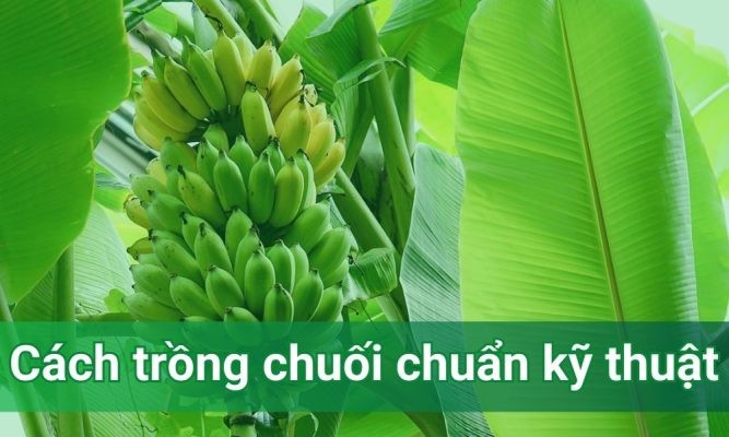Cách trồng chuối chuẩn kỹ thuật cho năng suất cao, dễ chăm sóc