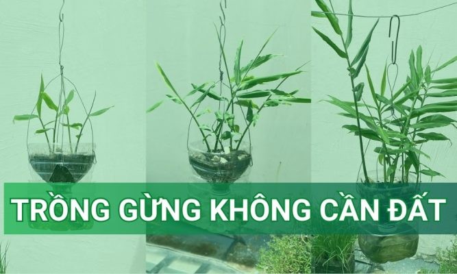 Cách trồng gừng không cần đất đơn giản, nhanh lớn, nhiều củ