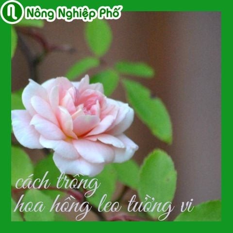 Cách trồng hoa hồng leo tường vi cho hoa quanh năm