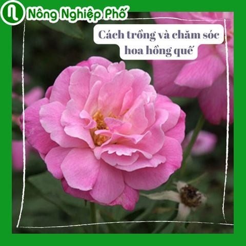Hoa hồng quế, cách trồng và chăm sóc | Nông Nghiệp Phố
