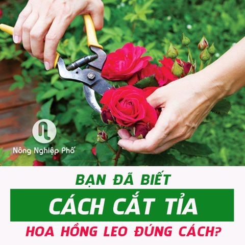 Bạn đã biết cách cắt tỉa hoa hồng leo đúng cách? | Nông nghiệp phố