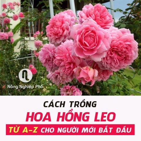 CÁCH TRỒNG HOA HỒNG LEO TỪ A-Z CHO NGƯỜI MỚI BẮT ĐẦU | Nông nghiệp phố