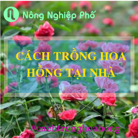 Hướng dẫn trồng hoa hồng tại nhà hay các nhà vườn | Nông nghiệp phố