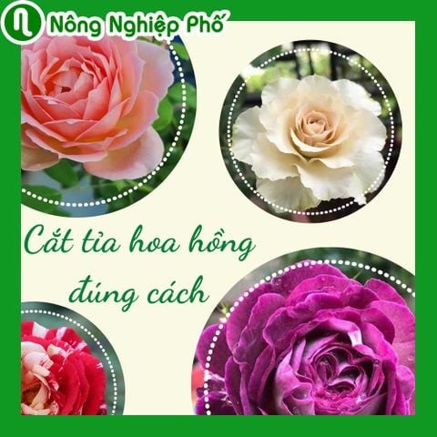 Cắt tỉa hoa hồng đúng cách | Nông nghiệp phố