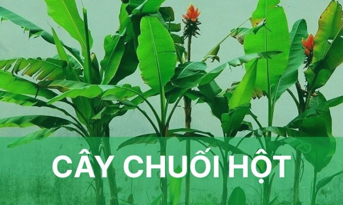Cây chuối hột: Tác dụng, cách trồng và chăm sóc đạt năng suất cao