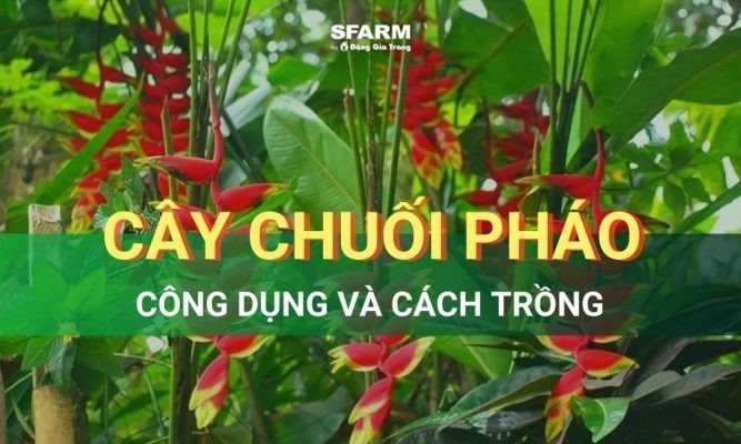 Cây chuối pháo: Đặc điểm, công dụng và cách trồng chăm sóc tại nhà
