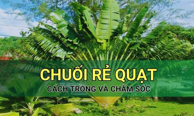 Cây chuối rẻ quạt: Đặc điểm, ý nghĩa, cách trồng và chăm sóc tại nhà