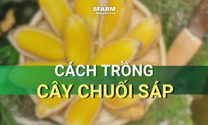 Cây chuối sáp: Đặc điểm, kỹ thuật trồng và mô hình hiệu quả