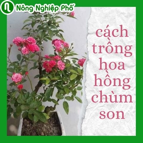 Hoa hồng chùm son, nhận diện mặt hoa và cách chăm sóc | Nông Nghiệp Phố