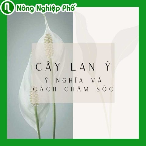 Cây lan ý, ý nghĩa và cách chăm sóc | Nông nghiệp phố