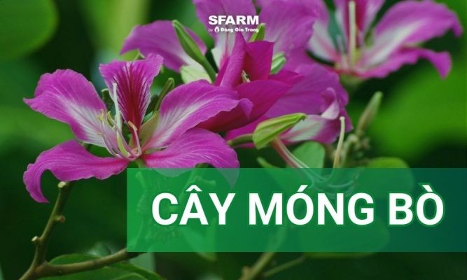 Cây móng bò: Ý nghĩa, cách trồng và chăm sóc tại nhà