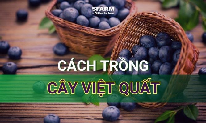 Cây việt quất: Đặc điểm, cách trồng và chăm sóc sai quả