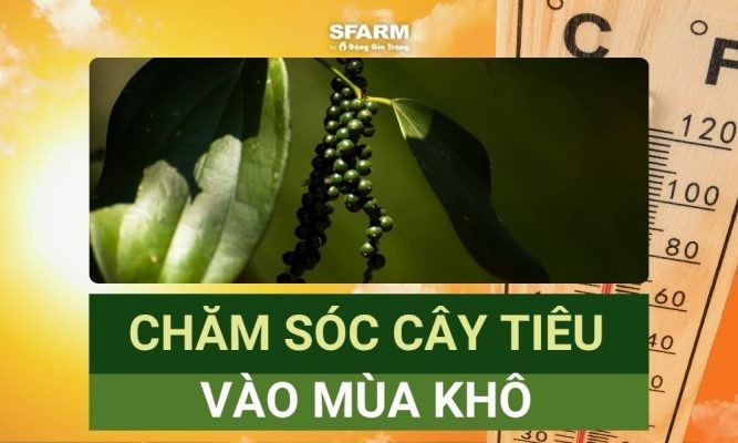 Chăm sóc cây tiêu vào mùa khô: Kỹ thuật tưới và bón phân