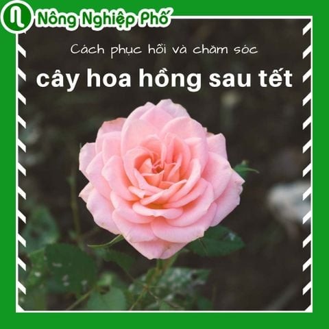 Cách phục hồi và chăm sóc cây hoa hồng sau tết | Nông nghiệp phố
