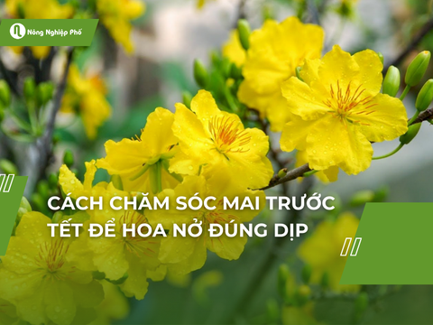 Cách chăm sóc mai trước tết để hoa nở đúng dịp