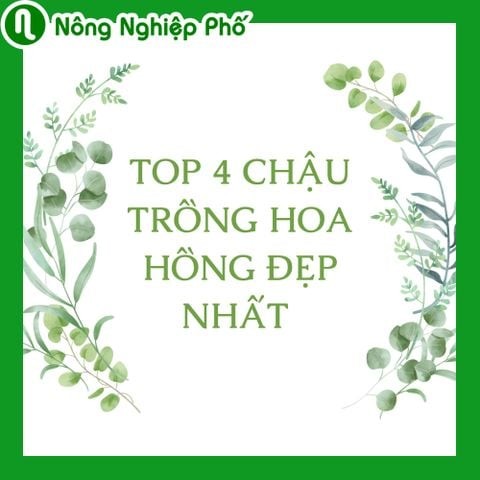 Top 4 chậu trồng hoa hồng đẹp nhất | Nông nghiệp phố