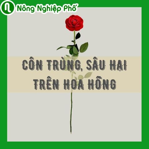 Côn trùng, sâu hại trên hoa hồng | Nông nghiệp phố