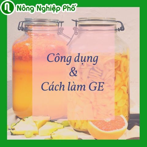Công dụng và cách làm GE sử dụng cho hoa lan | Nông nghiệp phố
