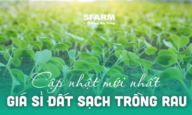 Giá bán sỉ đất sạch trồng rau hữu cơ chi tiết, cập nhật mới nhất