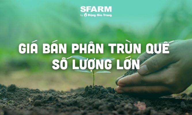 Giá phân trùn quế số lượng lớn chất lượng, an toàn, phải chăng