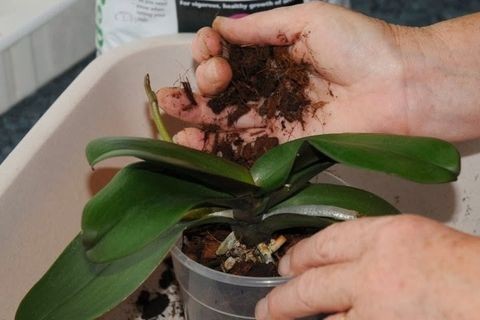Lan mới chuyển chậu, mới mua về trồng chậu thì nên sử dụng những loại phân thuốc nào để kích thích ra rễ cho lan hiệu quả?