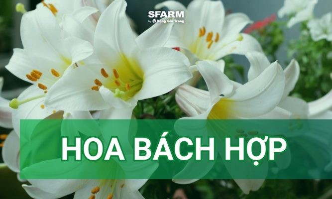 Hoa bách hợp: Đặc điểm, ý nghĩa và cách trồng
