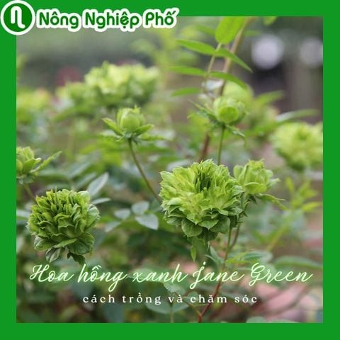 Hoa hồng xanh Jane Green, cách trồng và chăm sóc tại nhà | Nông Nghiệp Phố